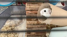 Hamster. Nice place to stay.