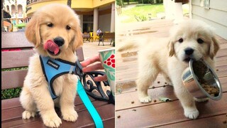 Gorgeous Puppies Doing Funny Things #1 | Cute VN