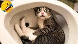 Video Kucing Lucu Banget Bikin Ngakak #11 | Kucing Paling Imut | Video Hewan Lucu