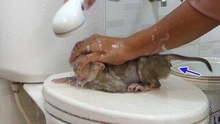 Wow!! Adorable Baby Monkey Maku Poop Outside While Mom Take A Bath For Him