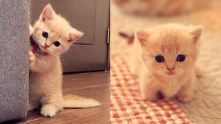 Baby Cats - Cute and Funny Cat Videos Compilation #26 | Aww Animals
