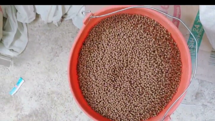 MAKANI IWAK lele dan patin