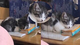 This Cat Sleeps in Class - Funny Videos of Cats