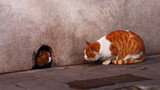 [Động vật]Cuộc đối đầu giữa hai chú mèo cam trong Cố cung