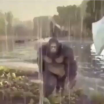 Monke