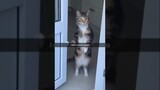 Funny cat and dogs 😂😂 episode 412 #shorts #funny #animals #pets #cats