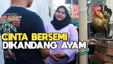 CINTA BERSEMI DIKANDANG AYAM SHORT MOVIE