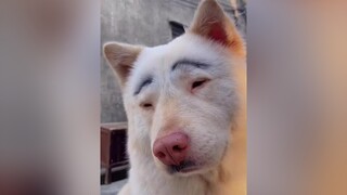 Dịch quá hết tiền mua chúc chích rồi 😢😢😢 pet dog thucung funnyvideos xuhuongtiktok foryou doglover xuhuong TikTokFashUP