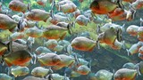 ikan piranha aquarium - kasih makan ikan piranha