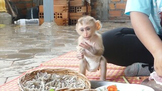 Unbelievable.! Baby monkey Maki standing like a pro can eating fresh shrim  while mom cooking