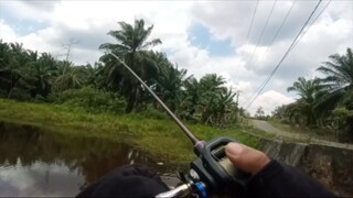 Mancing ikan gabus di kalimantan