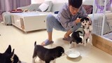 Five Husky Puppies Trying To Drink Milk For The First Time