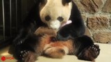 mother panda ging birth