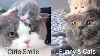 Funny & Cats - รวมน้องแมวน่ารัก 2