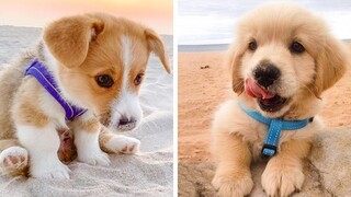 OMG CUTE BABY ANIMALS Videos Compilation CUTEST โมเมนต์ของสัตว์ 🐶 ลูกสุนัขน่ารัก 23