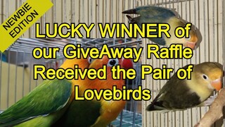 LUCKY WINNER of our GIVEAWAY RAFFLE  Received the Pair of LOVEBIRDS