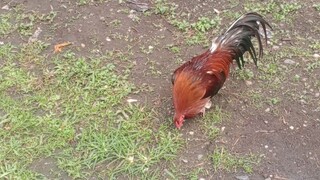 mclen vs raptor