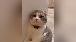 Beo cũng khoe mũi cao 🌝😌 VaCaiKet cat catoftiktok catlover cutecat fypシ