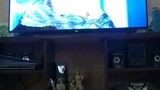 my dog watching tv