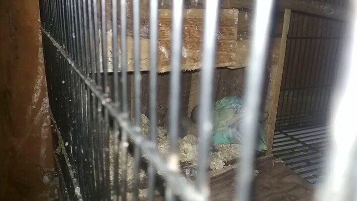 Begini cara love bird meloloh anaknya