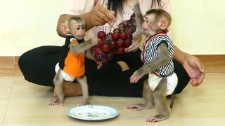 Two Adorable Baby Monkey Maki & Maku Enjoy Eating Big Red grapes So Delicious