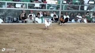 2nd FIGHT ELEM.WIN 4BULLSTAG/COCK SAULOGDERBY 2025@SEGUNDO COCKPIT ARENA 3/17/25 ENTRY:CAMBANAY 127