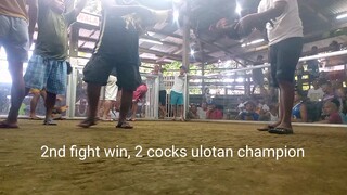 2Cocks Ulotan champion