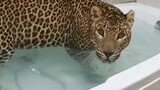 Showering leopards are like fighting