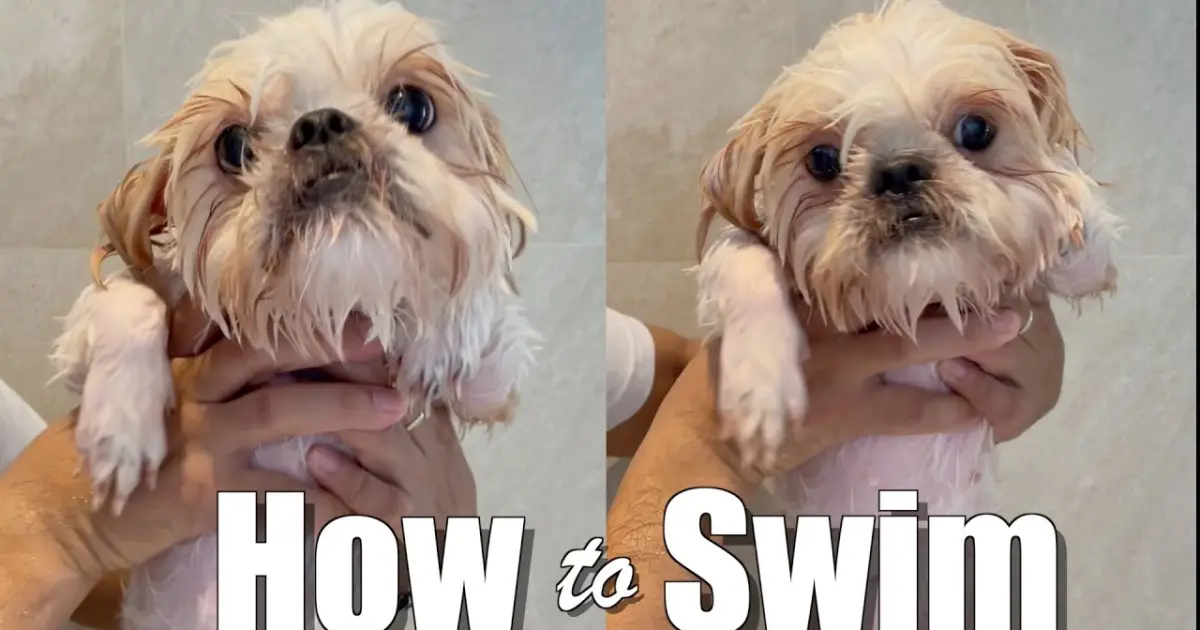 can shih tzu swim