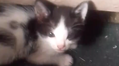 Cat poo