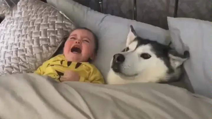 Husky cheers up crying baby. Too cute!