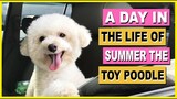 A DAY IN THE LIFE OF SUMMER THE TOY POODLE| The Poodle Mom