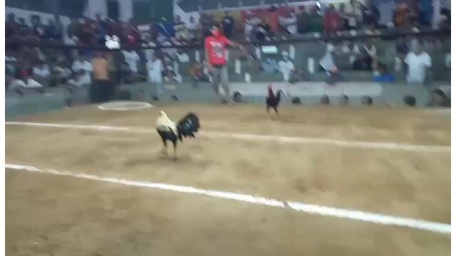 My first experience in sabong udc daet 2 cock ulutan 4th champion w/ melsim black & mayahin
