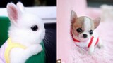 Cute and funny pet (P4) | Interesting and lovely moments of pets