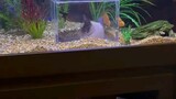wow! Cat-fish tank