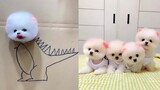Funny and Cute Dog Pomeranian ðŸ˜�ðŸ�¶| Funny Puppy Videos #97