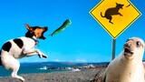 วิดีโอสัตว์ตลก - รวบรวมวิดีโอแมวและสุนัขที่ดีที่สุด 2022!
