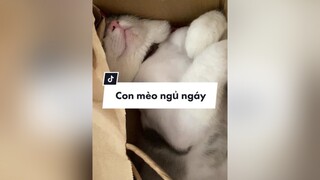 Đang ngủ mà bị tỉnh vì mèo ngáy lun 😀 cat cutecat Halloween2021