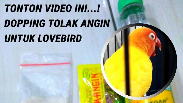 SEBAIKNYA TONTON VIDEO INI... Sebelum Anda Menggunakan Racikan Pakan TOLAK ANGIN untuk Lovebird