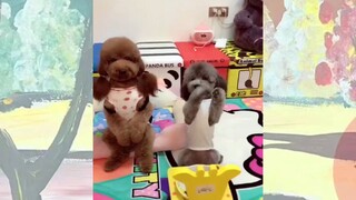 CUTE PET #น่ารัก&ตลก #5555+