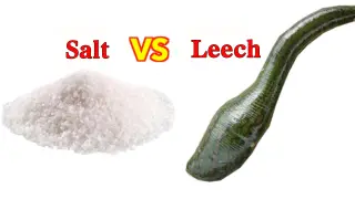 Leeches are afraid of salt,so what if they are put in salt water?