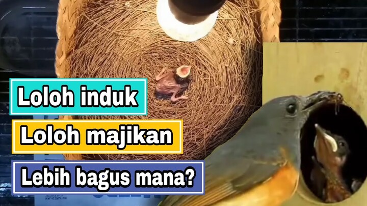 bagus mana loloh induk atau loloh majikan?? | Trotolan Murai Batu