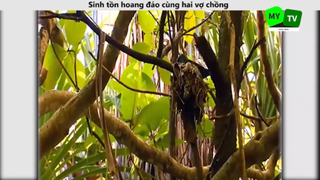 Sinh tồn hoang đảo cùng hai vợ chồng p1