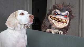 Dogs Exterminate Critter สุนัขตลก Maymo & Potpie Critters Prank