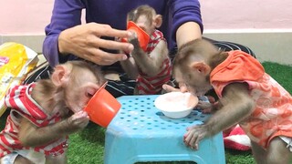 Look Delicious, Mino , Coconut and Lay Heang monkeys eat Yogurts