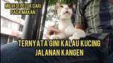Subhanallah Seminggu Gak Ketemu Kucing Jalanan Ini Kangen Dan Minta Di Gendong..!