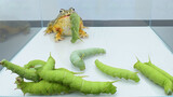 [Động vật]Xem một con ếch ăn 10 ấu trùng của sâu bướm đậu nành