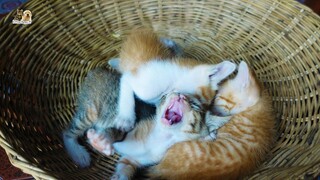 The basket battle for four tiny kittens, the last one in the basket is a winner