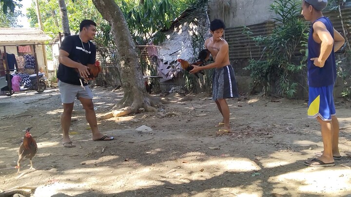 sparing muna