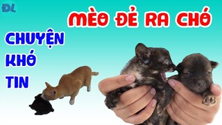 Mèo đẻ ra chó: Bà chủ sẵn sàng cho xét nghiệm ADN để chứng tỏ đó là sự thật - ĐỘC LẠ BÌNH DƯƠNG